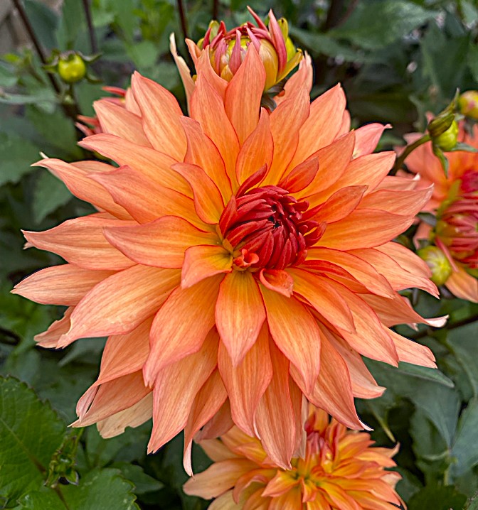 Dahlia Autumn Fairy